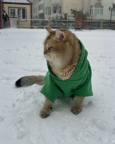 cütleşdirilir: Şinşilla, Erkək, Cütləşmə üçün — 2