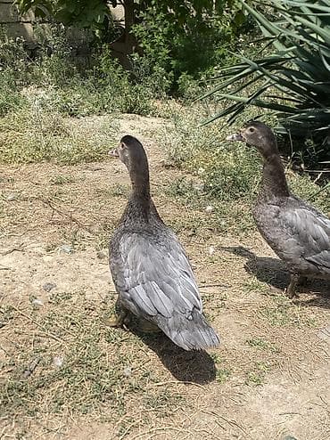 dekarativ quşlar: Temiz cins macar sortu kül rəngi lal ördəklərdi 4aylıq dişidilər tam — 3