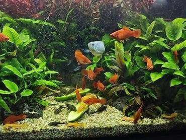 Ansistrus, Sülhsevər, Pulsuz çatdırılma