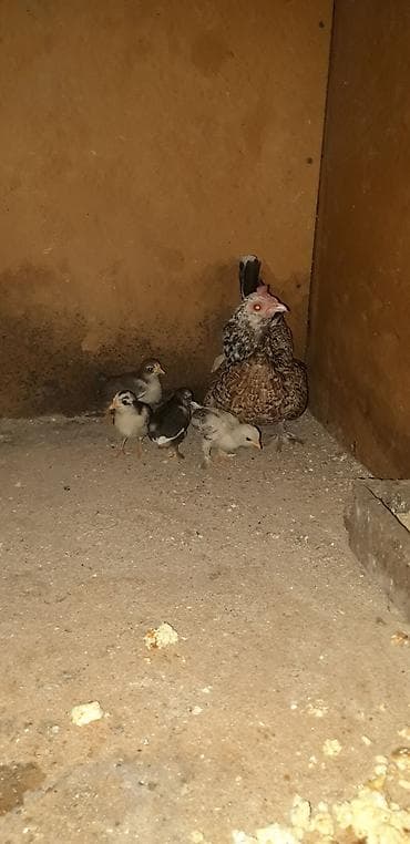 Temiz cins yaponka (Bantam) balaları satılır. - Sayı: 5 ədəd - Cins — 1