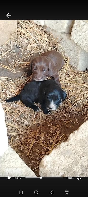 simmental ineklerin satisi: Satilir anasi ispanel atasi settterdir 25 gunlukdur ikiside disidi — 4