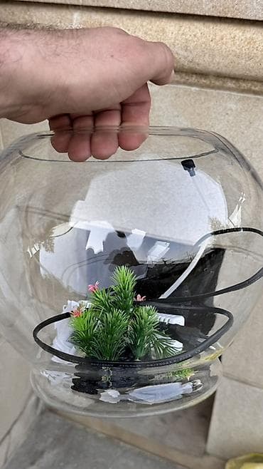 akvarium xırda balığı: Şüşə akvarium seti - Şəffaf, dairəvi şüşə akvarium qabı (balaca — 5