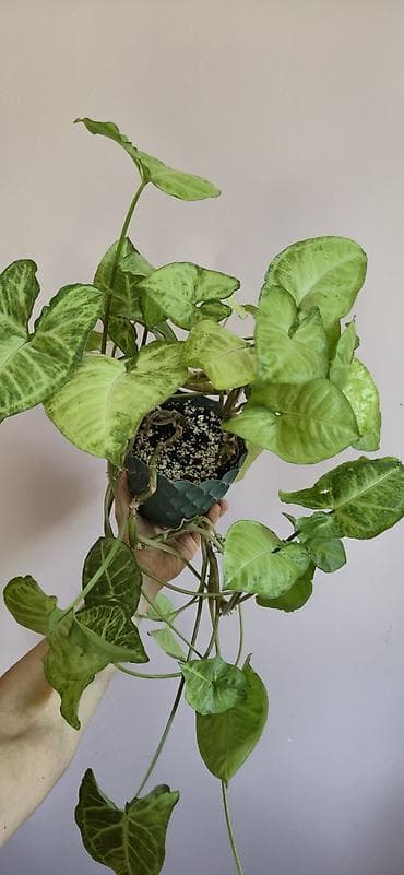 diffenbaxiya bitkisi: Syngonium. Baxımı rahat ve tez böyüyen bitki — 2