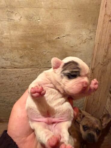 акита ину цена в баку: Американский бульдог, 1 месяц, С прививками, Платная доставка — 14