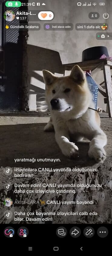 сколько стоит акита ину: Акита-ину, 6 месяцев, Самка, С прививками, Самовывоз — 2