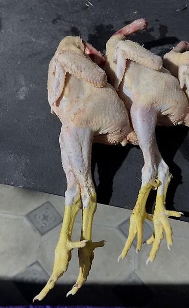 ritual samlar: Kənd toyuğu Toyuq Bütöv — 2