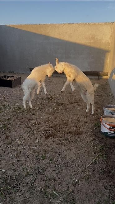 Dişi, il: 1, Damazlıq, Ünvandan götürmə