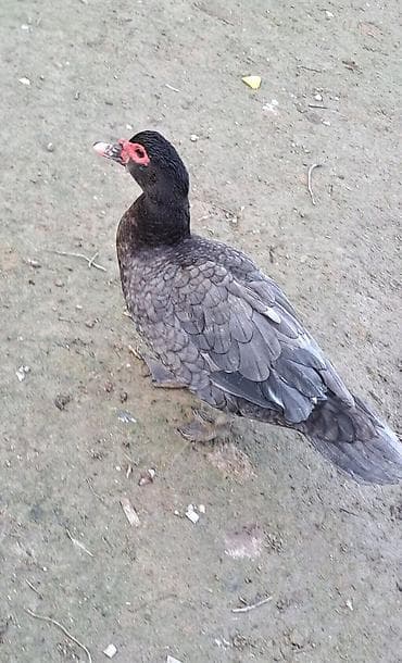 lal ordeklər: Dişi, | Macar, Damazlıq, Pulsuz çatdırılma — 2