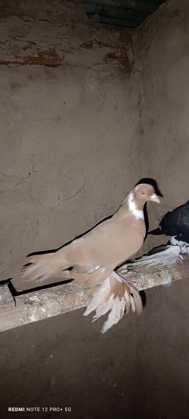 dovsan sekilleri cekmek: Maya quşdu — 1