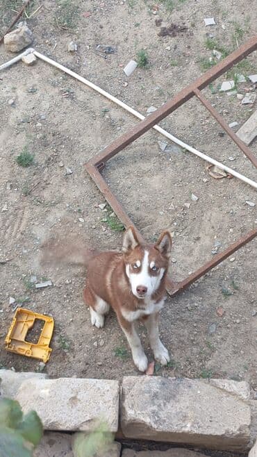 купить хаски щенка: Хаски, 4 месяца, Самец, С прививками — 1