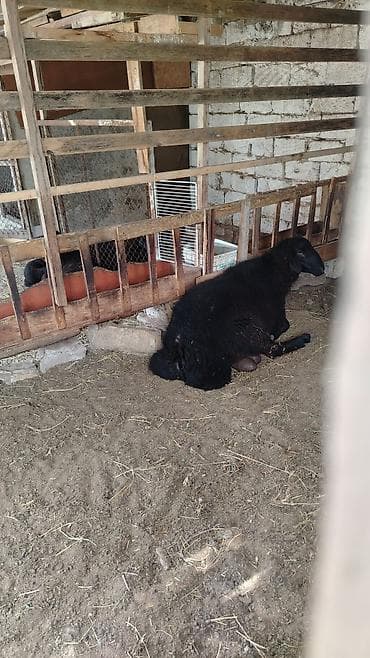 Qara rəngli yerli qoyun temiz qala cinsi erkey bir il 6 ayliqdi lalafo.az -da Qara rəngli yerli qoyun temiz qala cinsi erkey bir il 6 ayliqdi