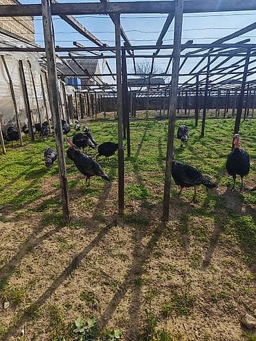 hindüşka: Salam temiz heyet heyvanı yaşıl otnan beslenmiş saglam heyvan isdeyen — 4