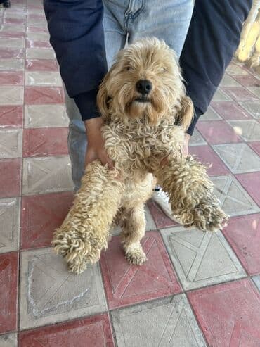 Pudel, 8 ay, Erkek, Peyvəndli, Ünvandan götürmə