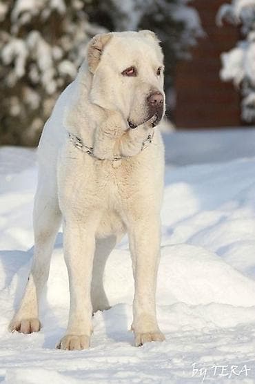 Alabay, 2 il, Erkek, Pulsuz çatdırılma