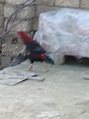 cuce yemleri: Məhsul: Xoruz Təsvir:ü - Rəngləri: qırmızı baş və boyun, qaraya çalan — 5