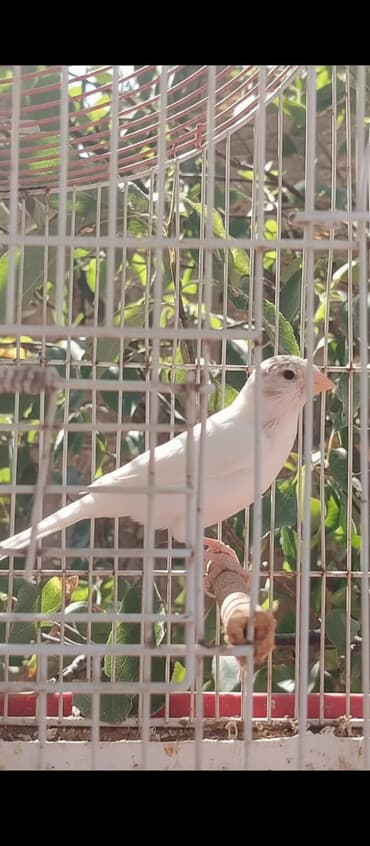 bulbul satılır: Erkək quşlar satılır — 2