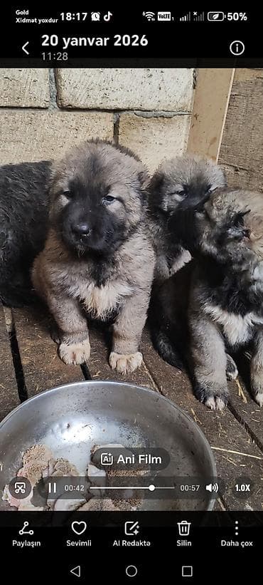 itlerin: Qafqaz çoban iti — 2