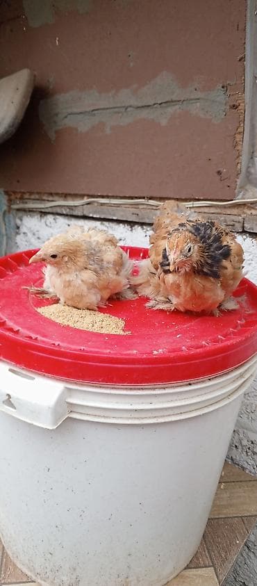 Cücə – bantam tipli ayaqları lələkli dekorativ toyuqlar - Rənglər