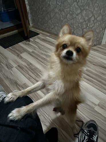 ingilis setter it cinsinin digər adı: Şpitz — 6