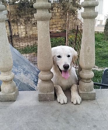 Gəmiricilər: Retriever — 1