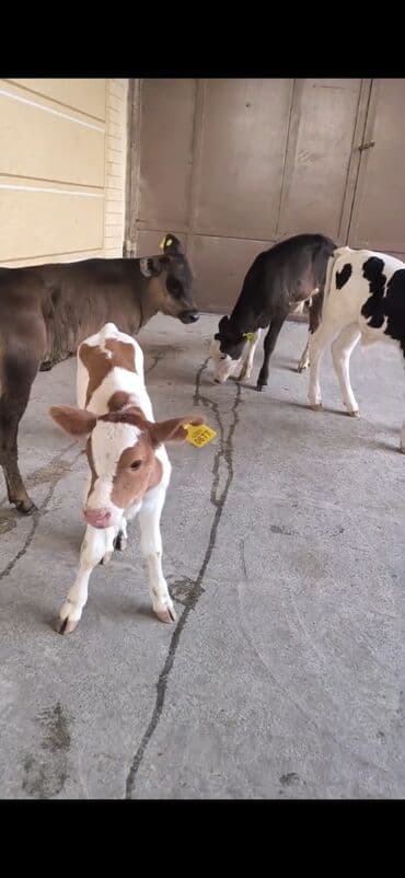 Satış üçün, buzovlar. Məhsul: qulaq nişanlı buzovlar - Şəkillərdə bir lalafo.az -da Satış üçün, buzovlar. Məhsul: qulaq nişanlı buzovlar - Şəkillərdə bir