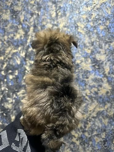 coban iti adlari: Dişi, Peyvəndli, Pulsuz çatdırılma — 3