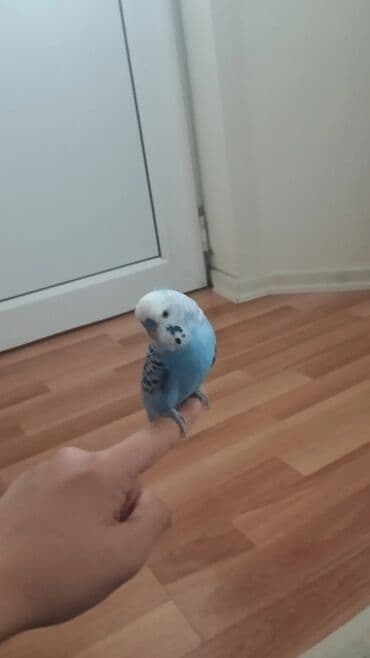 pişik adları erkek: Məhsul: Dalğalı tutuquşu (budağı/əlin üstündə durmağa öyrəşmiş) — 10