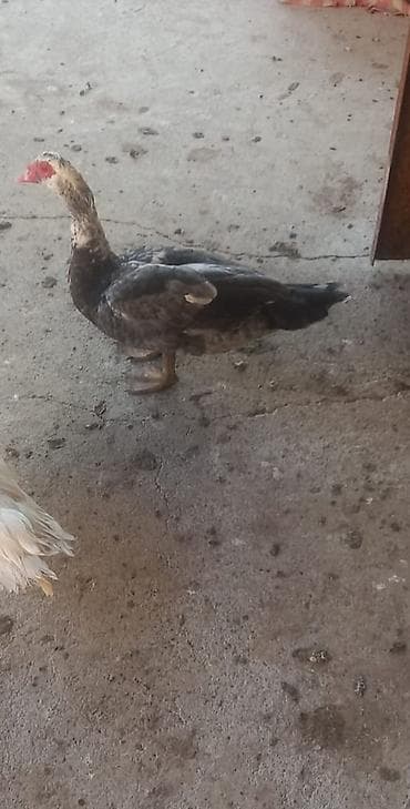 Atlar: Bir cüt erkey Boz macar və Qara Zümrüdü Aktiv və ətlik heyvandır hər — 2