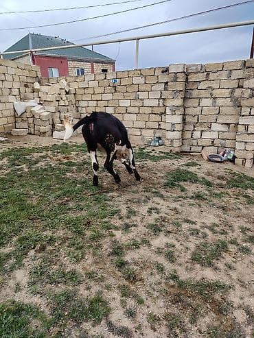 holland lop dovşan: Qaramal – dişo - Növ: Mal-qara, ehtimalən yerli/südlük xəttlərin — 2