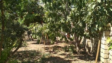 findiq agaci satilir: 3 sot, Tikinti, Mülkiyyətçi, Kupça (Çıxarış) — 9