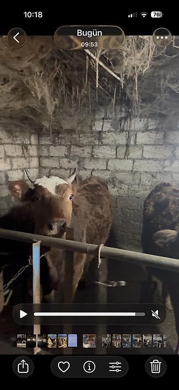 dana inek: 18 baş dişi 230kq usbe us cekileri 5 aydi bağdadı — 9