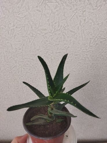 Gübrələr: Алоэ — 2