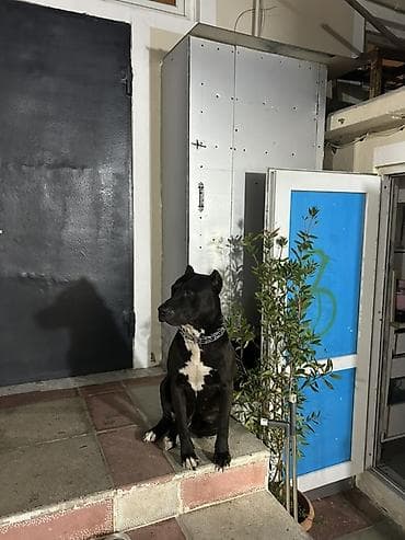 pitbullar: Pitbul, 2 il, Erkek, Cütləşmə üçün — 3