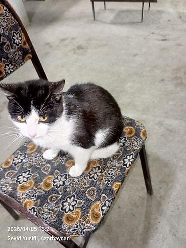 pisik adlari rusca: Yaxşı əllərə — 7