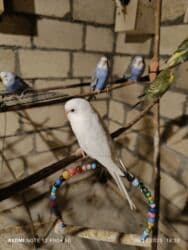 большая клетка для морской свинки: Dalmatin və müxtəlif rəng mutasiyalı dalğıç (büdcərigar) nimçələri - — 12