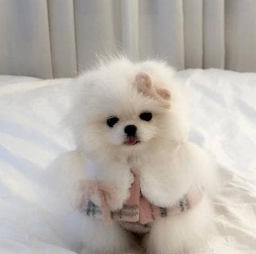 Pekines, 2 ay, Dişi, Sənədli, Ünvandan götürmə