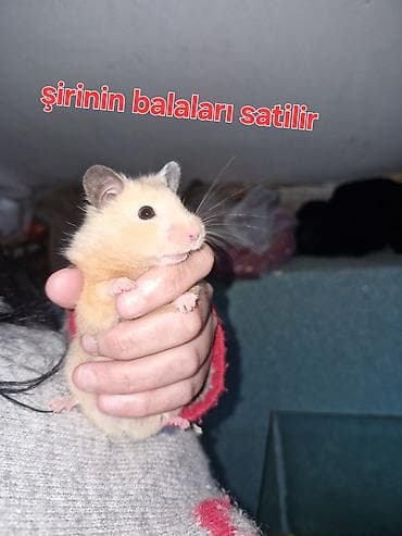 K/t heyvanları və malları: Hamster balaları satılır - Növ: Suriya (Suriya hamsteri/“Syrian — 1