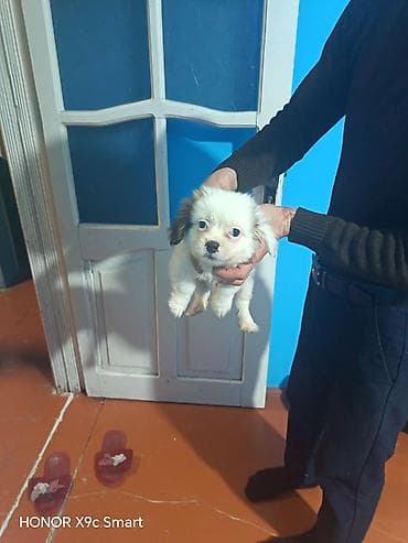 той пудель цена в баку: Pomeran spitz balasi satilir ana atasinin sekli var unvan Sumqayıt — 5