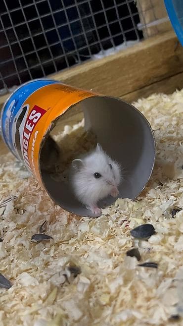 cunqarik satisi: Salam 3 dənə şirin tam sağlam təmiz 19 günlük cunqarik bala — 6