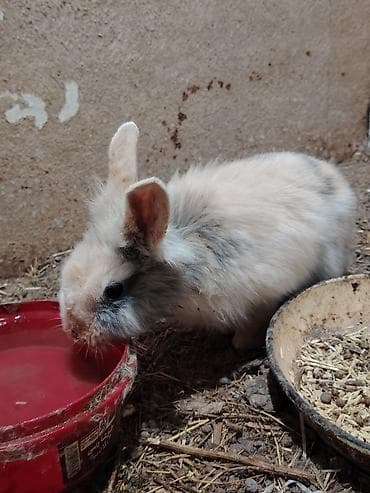 Digər heyvanlar: 5 dənəsi bir yerdə 80 Azn. Tək tək 20 Azn. Ev dovşanları – dekorativ — 4