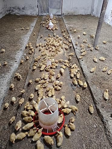 lavanda lal ordəklər: Salam, ciddi alıcılar əlaqə saxlasın, 15-17 günlük ördəklərdi sayı 300 — 3