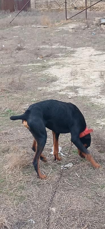 it xaski: Doberman, 1 il, Erkek, Peyvəndli, Ödənişli çatdırılma — 5