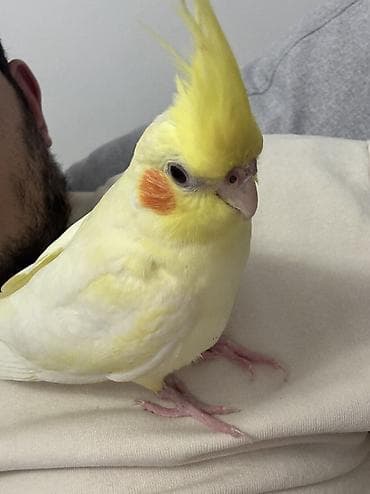 Altay quşumuza özü kimi mədəniyyətli, ailə tərbiyəsi görmüş, heçbir