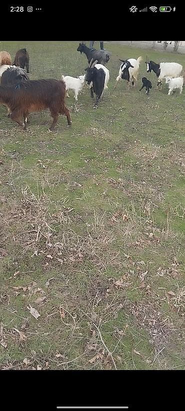 Mal-qara: Keçilər 🐐satılır təcili 25 baş ekiz keçilər di Heç bir problemləri — 3