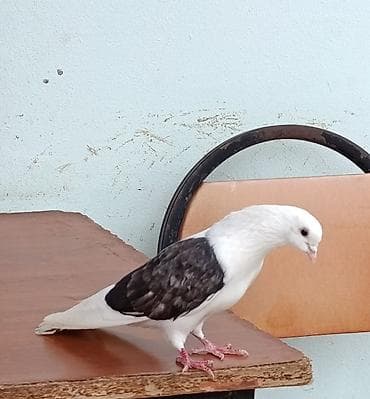 ucuz goyərcinlər: Tər təmiz qoşa çəpdi. Dəstə ağ quyruqdu. Uçuşuda vidi kimi gözəldi — 1