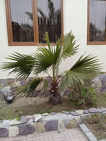 Dekorativ yelpik formalı yarpaqları olan xurma ağacı (palma). - Növ