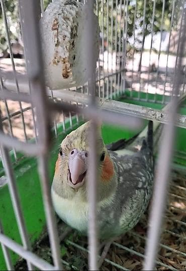 quslar type 1: Nymph paraketləri (Cockatiel) – cütlüklə - Növ: Nymphicus hollandicus — 3