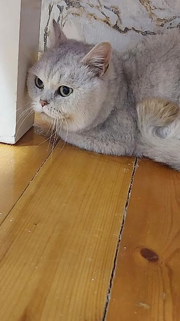 pişiy pulsuz: Şinşilla — 1