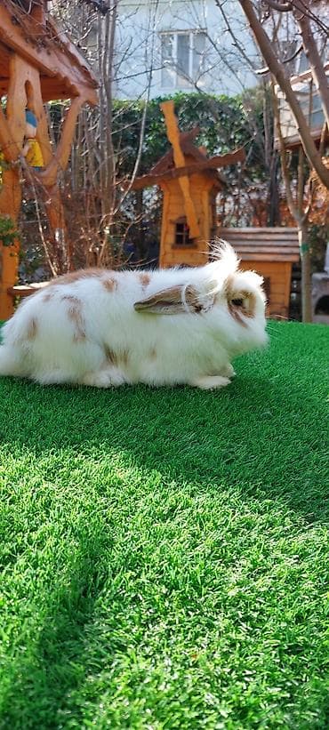 Atlar: Wekilde gorduynuz Xolandski lop mini erkek satilir saglamliqina — 4