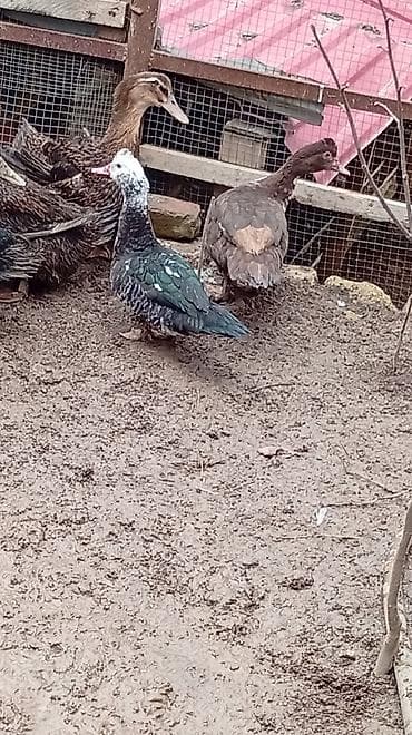 qaz ördey: Ünvan Quba — 2